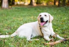 Pet-friendly hotels with no extra fees