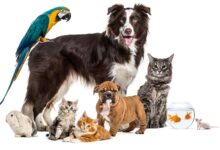 National Pet Month — Safety For