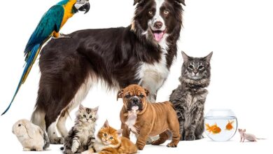 National Pet Month — Safety For