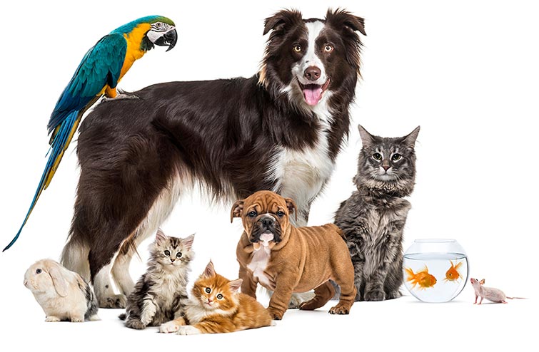 National Pet Month — Safety For
